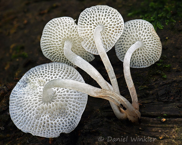 Filoboletus Tsirang DW Ms.jpg