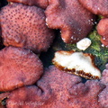 Trichoderma Asco transect Tsirang DW Ms
