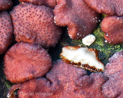 Trichoderma Asco transect Tsirang DW Ms