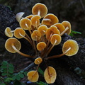 Mycena cluster Phajoding DW Ms