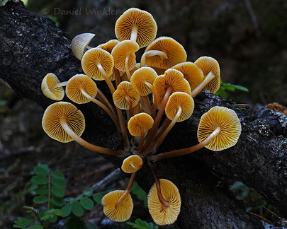 Mycena cluster Phajoding DW Ms