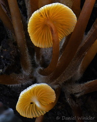 Mycena cluster Phajoding gill stemm detail DW Ms