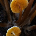 Mycena cluster Phajoding gill stemm detail DW Ms