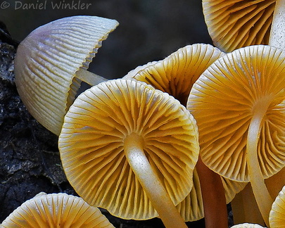 Mycena cluster Phajoding gill detail DW Ms