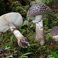 Amanita beauty Disp Tangsibi DW Ms