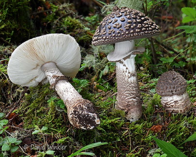 Amanita beauty Disp Tangsibi DW Ms