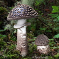 Amanita beauty Tangsibi DW Ms