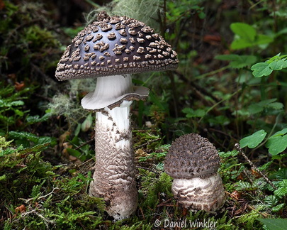 Amanita beauty Tangsibi DW Ms