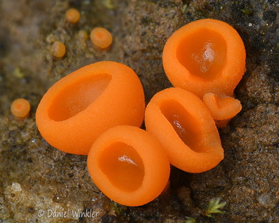 Asco cup orange Pobjikha DW Ms