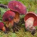 Bolete red Pobjikha DW Ms