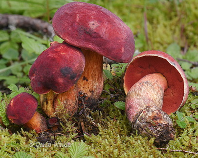 Bolete red Pobjikha DW Ms