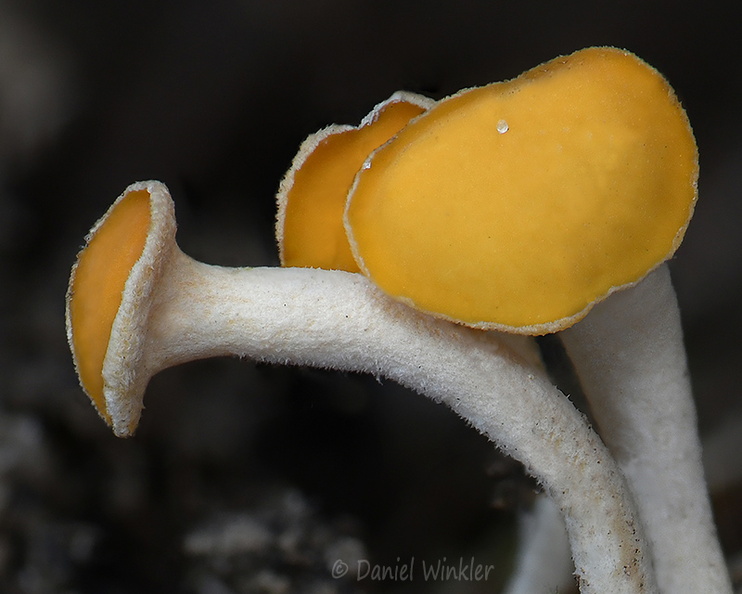 Hymenoscyphus  Pobjikha caps DW Ms.jpg