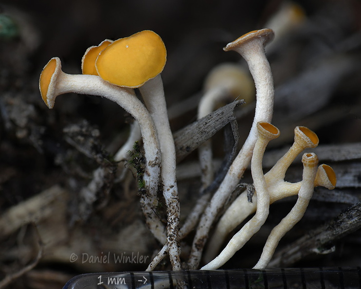 Hymenoscyphus Pobjikha DW Ms.jpg