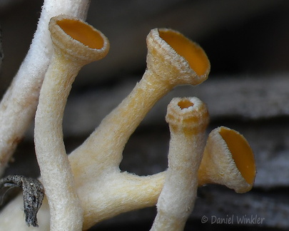 Hymenoscyphus young caps Pobjikha DW Ms