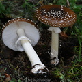 Amanita pantherina Tangsibi DW Ms