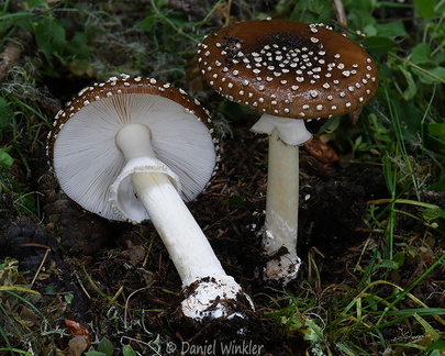 Amanita pantherina Tangsibi DW Ms