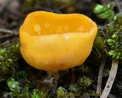 Geopyxis deceptiva group Phajoding DW Ms