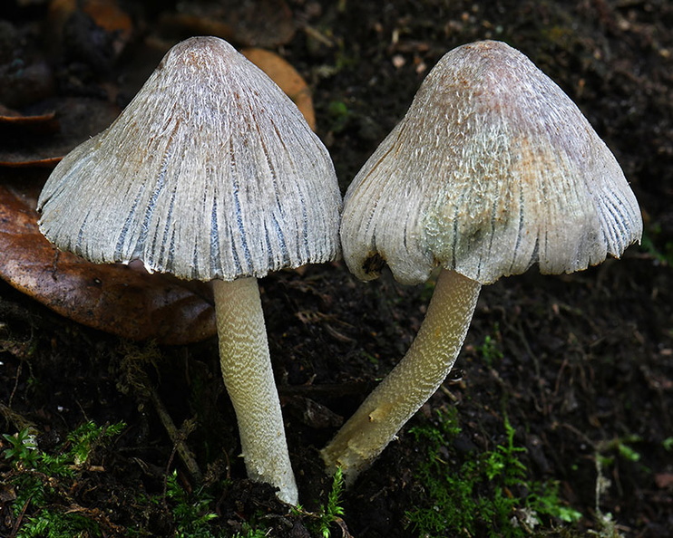 Coprinopsis atramentaria Taktsang DW Ms.jpg
