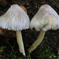Coprinopsis atramentaria Taktsang DW Ms