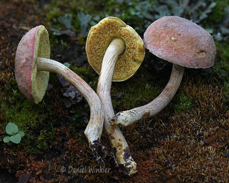 Xerocomus rugosellus Tsirang DW Ms.jpg