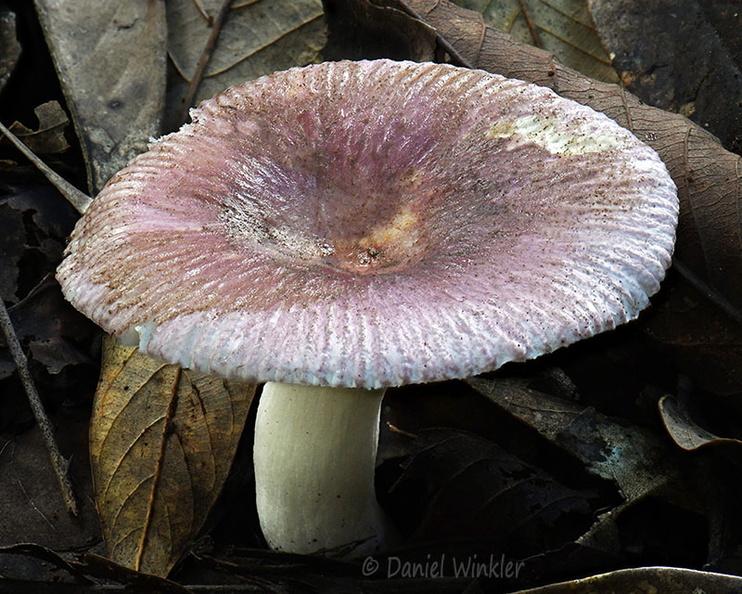 Russula purple Damphu DW Ms.jpg
