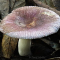 Russula purple Damphu DW Ms
