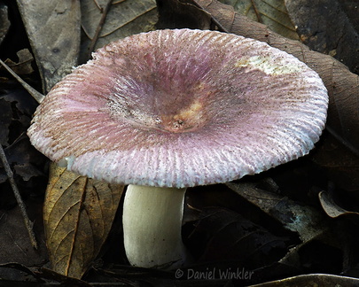Russula purple Damphu DW Ms