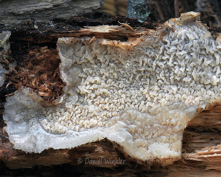 Byssomerulius corium Q crust Tsirang DW Ms.jpg