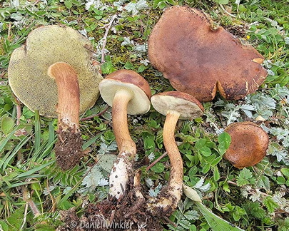 Imleria badia Q subalpina Bumthang Cp DW Ms