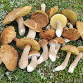 Boletus reticuloceps bounty Bumthang Cp DW Ms