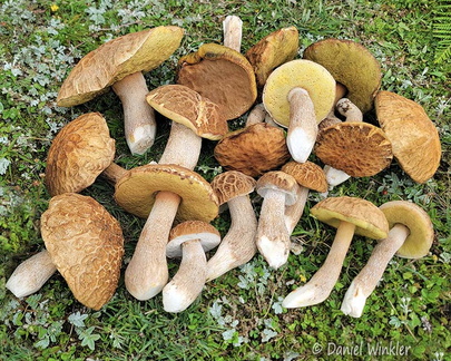 Boletus reticuloceps bounty Bumthang Cp DW Ms