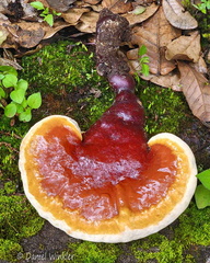 Ganoderma sichuanense Cheri Cp DW Ms