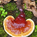 Ganoderma sichuanense Cheri Cp DW Ms