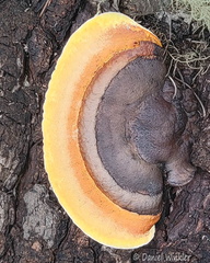 Gloeophyllum sepiarium Haa Cp DW Ms