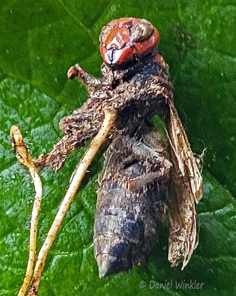Ophiocordyceps sphecocephala wasp Tsirang Cp DW Ms.jpg