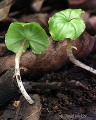 Phyllomyces fungifolia Tsirang Disp DW Ms