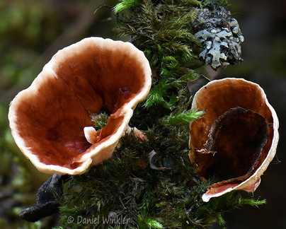 Podoscypha Q Phajoding DW Ms