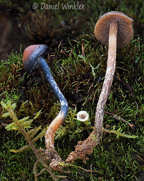 Psilocybe Pobjikha DW Ms.jpg