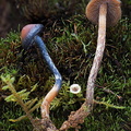 Psilocybe Pobjikha DW Ms