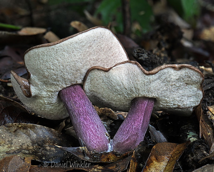 Tylopilus plumbeoviolaceus 2 Damphu DW Ms.jpg