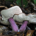 Tylopilus plumbeoviolaceus 2 Damphu DW Ms