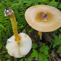 Amanita hemibapha Disp Haa Cp DW Ms