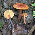 Bolete small bluing Chari DW Ms