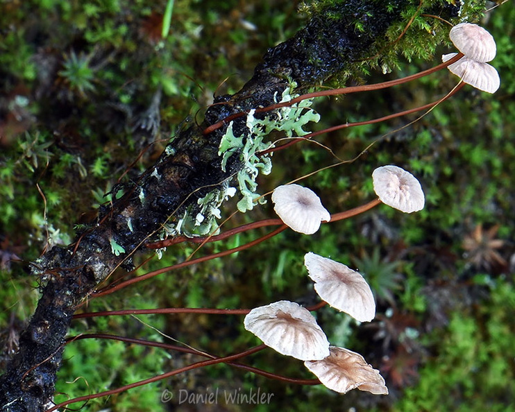Gymnopus cf androsaceus Tak Tsang DW Ms.jpg