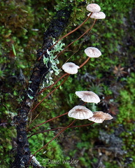 Gymnopus cf androsaceus Taktsang DW Ms