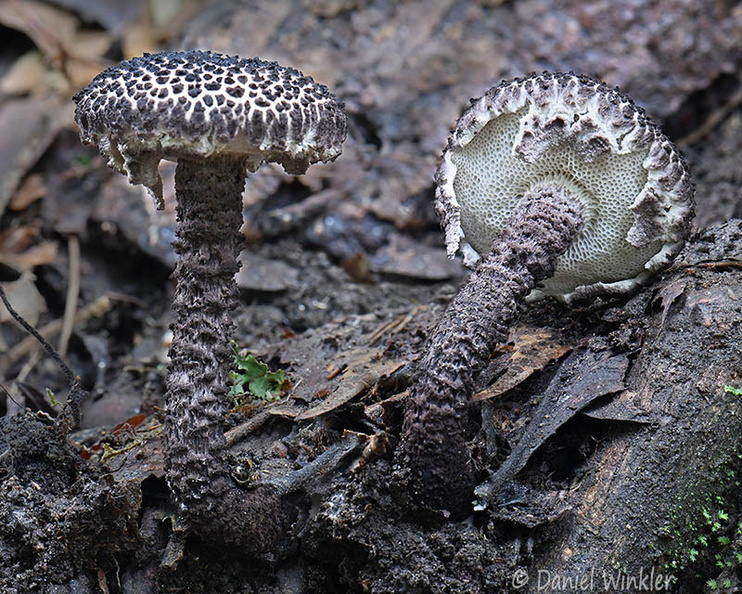 Strobilomyces Damphu Disp DW Ms.jpg
