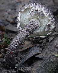 Strobilomyces pores Tsirang DW Ms