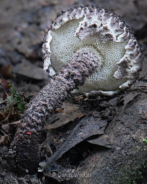 Strobilomyces pores Tsirang DW Ms.jpg