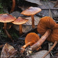 Cortinarius Dermocybe Pobjikha DW Ms