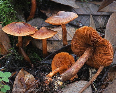 Cortinarius Dermocybe Pobjikha DW Ms